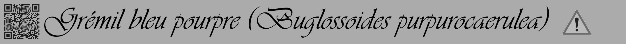 Étiquette de : Buglossoides purpurocaerulea - format a - style noire37viv avec qrcode et comestibilité simplifiée