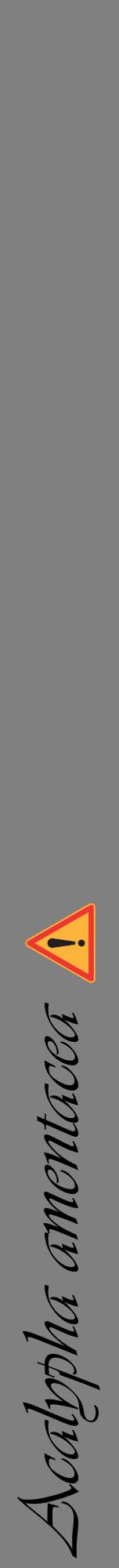 Étiquette de : Acalypha amentacea - format a - style noire57viv avec comestibilité simplifiée