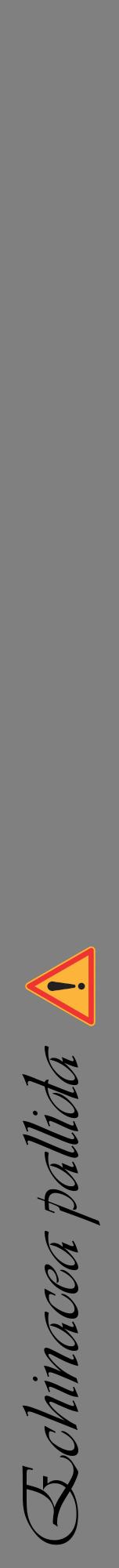 Étiquette de : Echinacea pallida - format a - style noire57viv avec comestibilité simplifiée