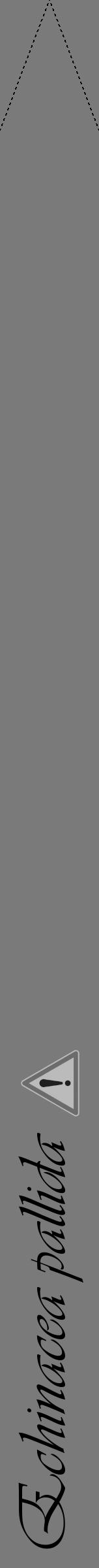Étiquette de : Echinacea pallida - format b - style noire3viv avec comestibilité simplifiée - position verticale