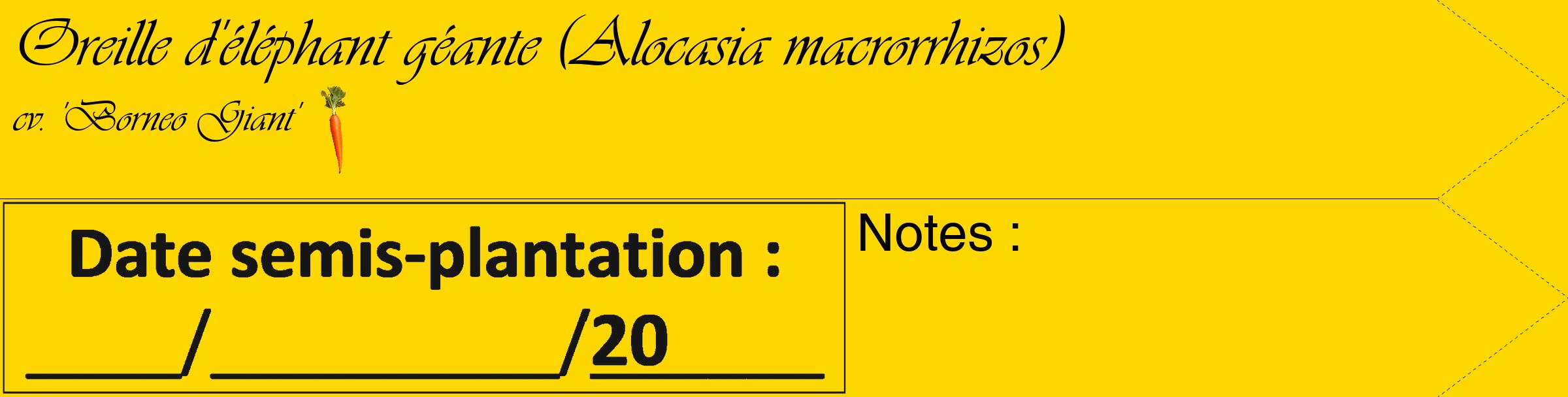 Étiquette de : Alocasia macrorrhizos cv. 'Borneo Giant' - format c - style noire21_simple_simpleviv avec comestibilité simplifiée
