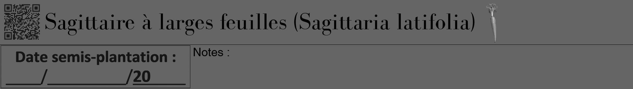 Étiquette de : Sagittaria latifolia - format a - style noire32bod avec qrcode et comestibilité simplifiée