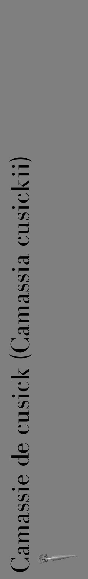 Étiquette de : Camassia cusickii - format c - style noire31_basique_basiquebod avec comestibilité simplifiée - position verticale