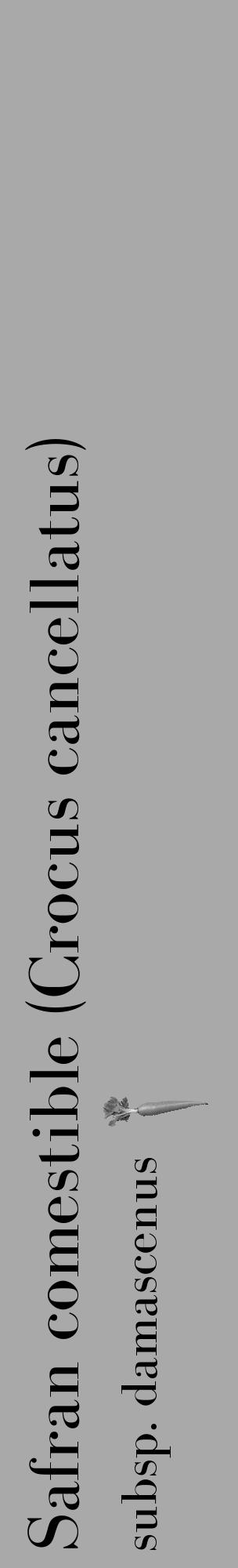 Étiquette de : Crocus cancellatus subsp. damascenus - format c - style noire13_basique_basiquebod avec comestibilité simplifiée - position verticale
