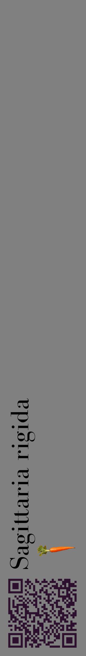 Étiquette de : Sagittaria rigida - format c - style noire57_basiquebod avec qrcode et comestibilité simplifiée