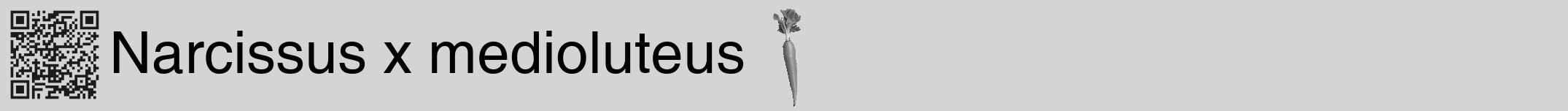 Étiquette de : Narcissus x medioluteus - format a - style noire40hel avec qrcode et comestibilité simplifiée