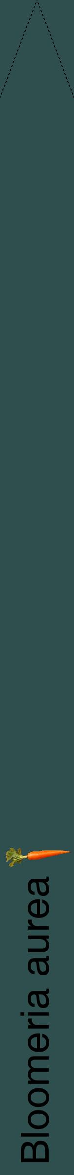 Étiquette de : Bloomeria aurea - format b - style noire58hel avec comestibilité simplifiée