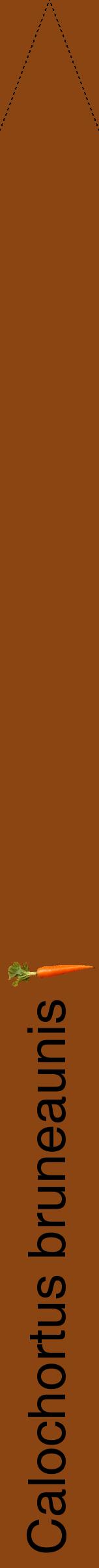 Étiquette de : Calochortus bruneaunis - format b - style noire30hel avec comestibilité simplifiée
