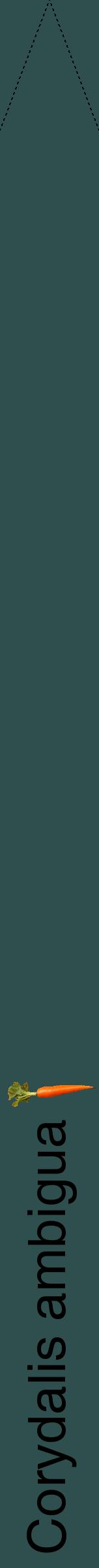 Étiquette de : Corydalis ambigua - format b - style noire58hel avec comestibilité simplifiée