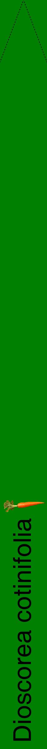 Étiquette de : Dioscorea cotinifolia - format b - style noire9hel avec comestibilité simplifiée