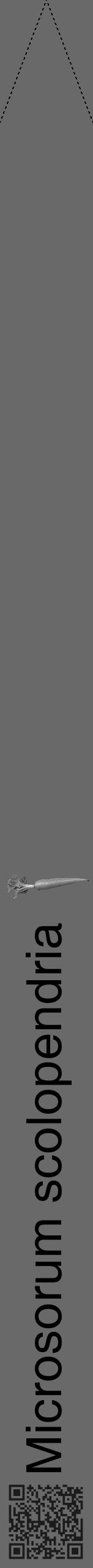 Étiquette de : Microsorum scolopendria - format b - style noire51hel avec qrcode et comestibilité simplifiée - position verticale
