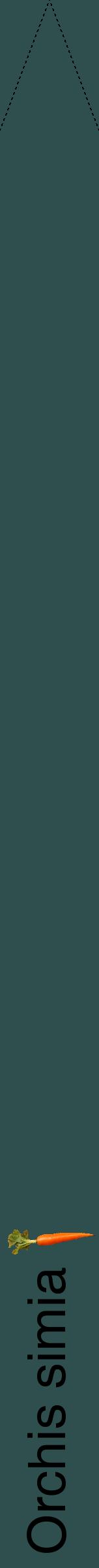 Étiquette de : Orchis simia - format b - style noire58hel avec comestibilité simplifiée