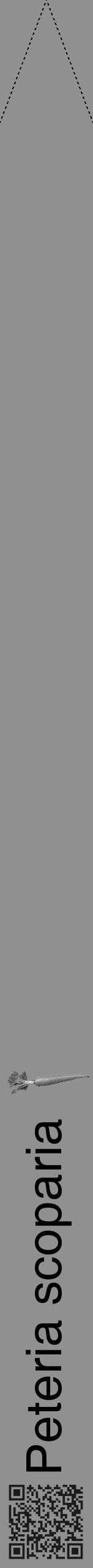 Étiquette de : Peteria scoparia - format b - style noire4hel avec qrcode et comestibilité simplifiée - position verticale