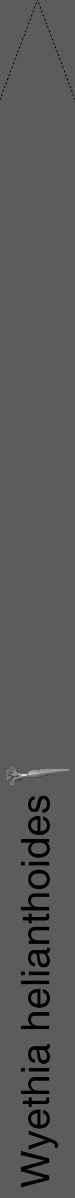 Étiquette de : Wyethia helianthoides - format b - style noire49hel avec comestibilité simplifiée - position verticale
