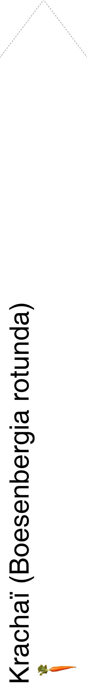 Étiquette de : Boesenbergia rotunda - format c - style noire60_simplehel avec comestibilité simplifiée