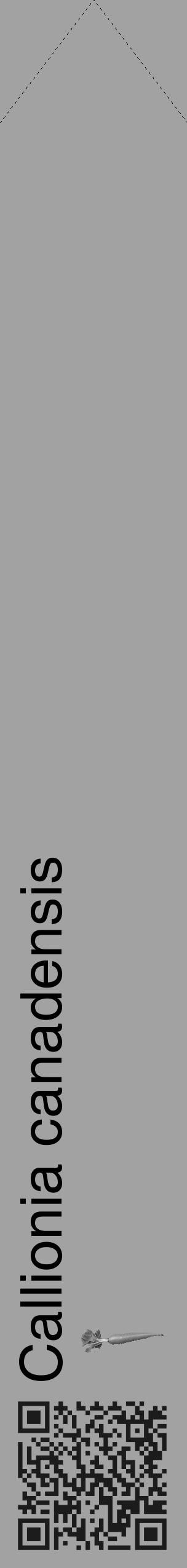 Étiquette de : Callionia canadensis - format c - style noire38_simple_simplehel avec qrcode et comestibilité simplifiée - position verticale