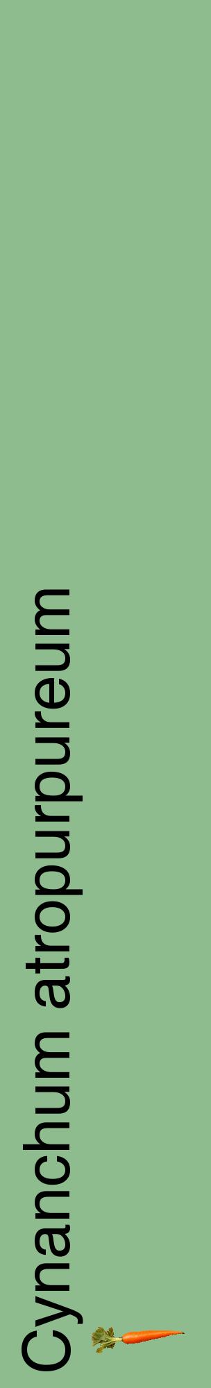 Étiquette de : Cynanchum atropurpureum - format c - style noire13_basiquehel avec comestibilité simplifiée