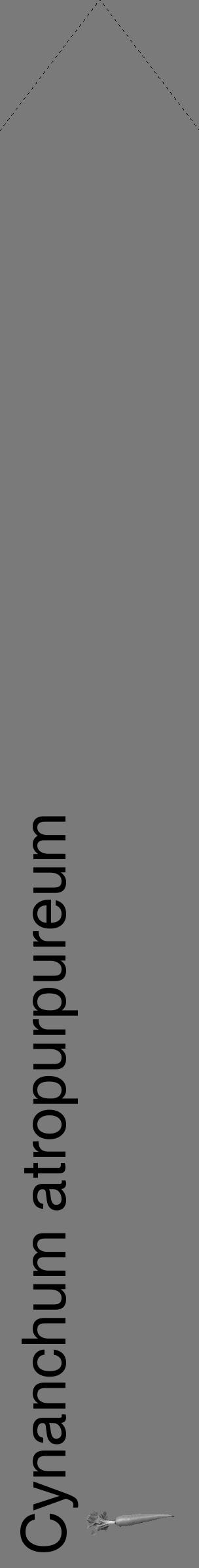 Étiquette de : Cynanchum atropurpureum - format c - style noire3_simple_simplehel avec comestibilité simplifiée - position verticale
