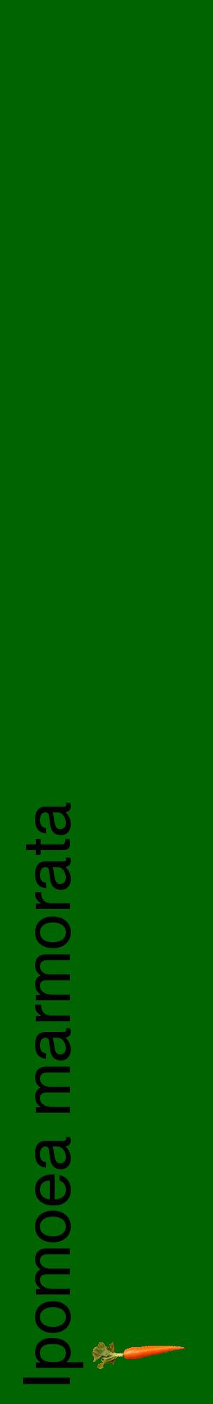 Étiquette de : Ipomoea marmorata - format c - style noire8_basiquehel avec comestibilité simplifiée