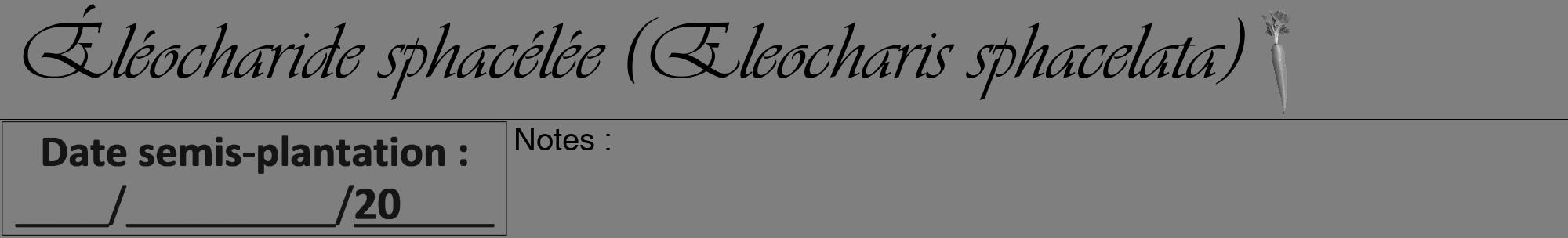 Étiquette de : Eleocharis sphacelata - format a - style noire57viv avec comestibilité simplifiée