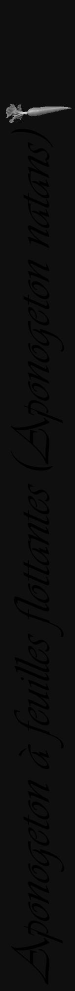 Étiquette de : Aponogeton natans - format a - style noire7viv avec comestibilité simplifiée - position verticale