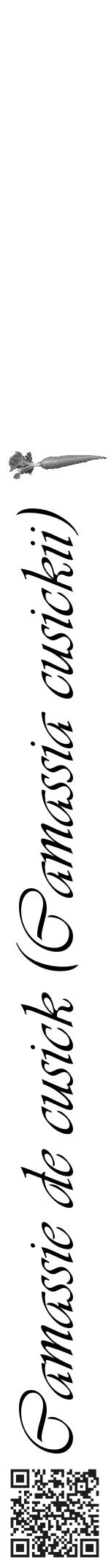 Étiquette de : Camassia cusickii - format a - style noire60viv avec qrcode et comestibilité simplifiée - position verticale