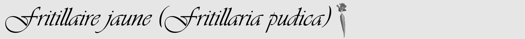 Étiquette de : Fritillaria pudica - format a - style noire18viv avec comestibilité simplifiée