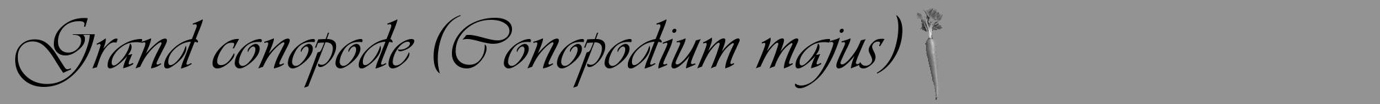 Étiquette de : Conopodium majus - format a - style noire44viv avec comestibilité simplifiée