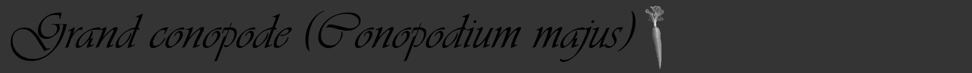 Étiquette de : Conopodium majus - format a - style noire46viv avec comestibilité simplifiée