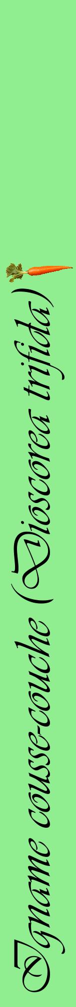 Étiquette de : Dioscorea trifida - format a - style noire15viv avec comestibilité simplifiée