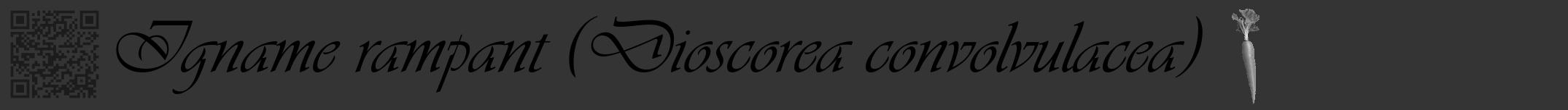 Étiquette de : Dioscorea convolvulacea - format a - style noire46viv avec qrcode et comestibilité simplifiée