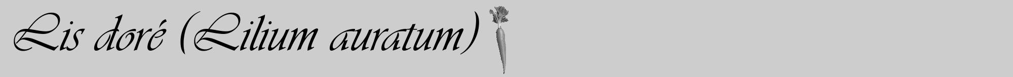 Étiquette de : Lilium auratum - format a - style noire41viv avec comestibilité simplifiée