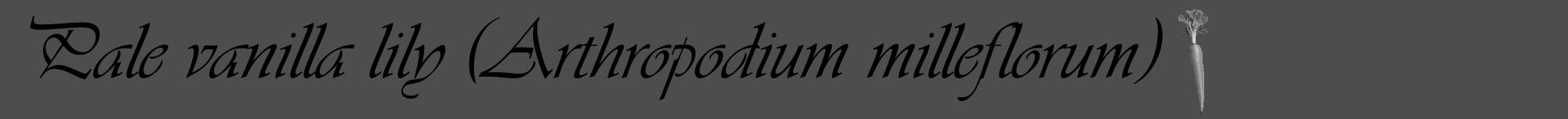 Étiquette de : Arthropodium milleflorum - format a - style noire28viv avec comestibilité simplifiée
