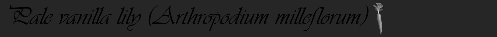 Étiquette de : Arthropodium milleflorum - format a - style noire29viv avec comestibilité simplifiée