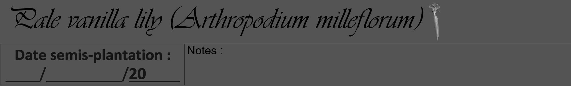 Étiquette de : Arthropodium milleflorum - format a - style noire30viv avec comestibilité simplifiée
