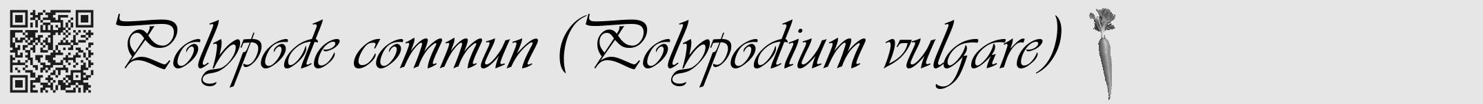 Étiquette de : Polypodium vulgare - format a - style noire18basiqueviv avec qrcode et comestibilité simplifiée