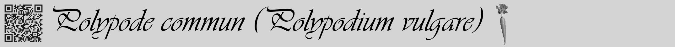 Étiquette de : Polypodium vulgare - format a - style noire40viv avec qrcode et comestibilité simplifiée
