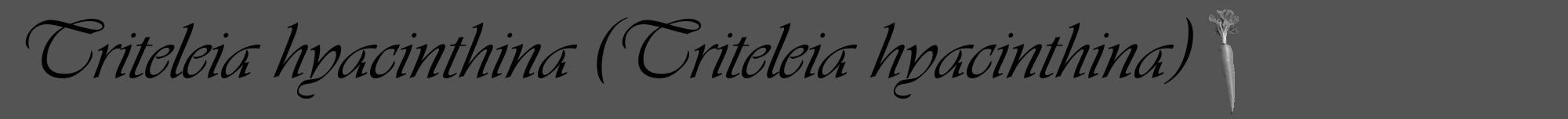 Étiquette de : Triteleia hyacinthina - format a - style noire36viv avec comestibilité simplifiée