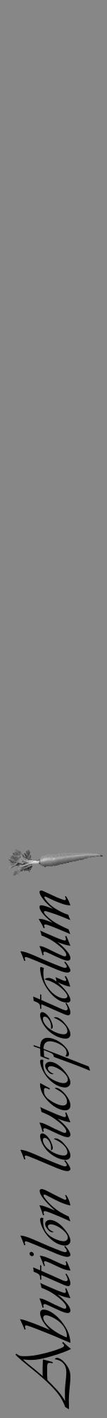 Étiquette de : Abutilon leucopetalum - format a - style noire12viv avec comestibilité simplifiée - position verticale