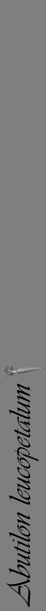 Étiquette de : Abutilon leucopetalum - format a - style noire31viv avec comestibilité simplifiée - position verticale