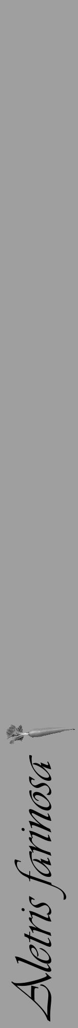 Étiquette de : Aletris farinosa - format a - style noire24viv avec comestibilité simplifiée - position verticale