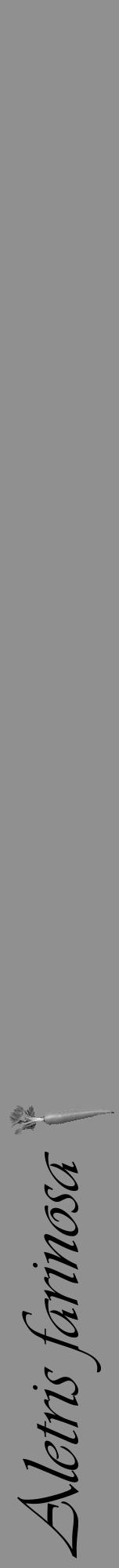 Étiquette de : Aletris farinosa - format a - style noire4viv avec comestibilité simplifiée - position verticale