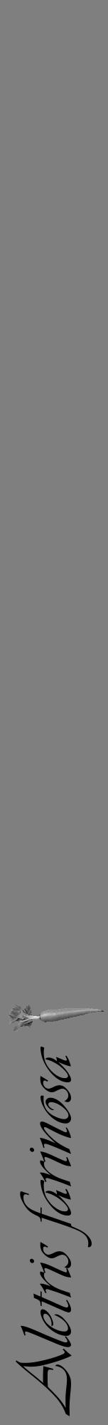 Étiquette de : Aletris farinosa - format a - style noire57viv avec comestibilité simplifiée - position verticale