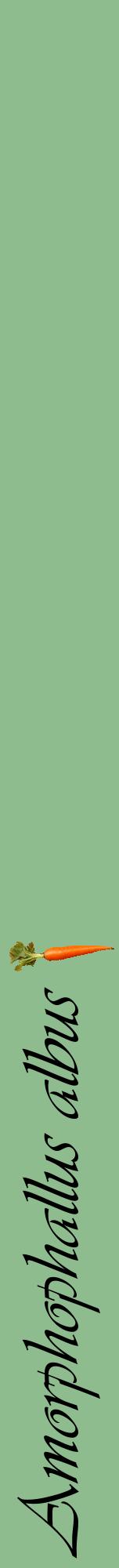 Étiquette de : Amorphophallus albus - format a - style noire13viv avec comestibilité simplifiée
