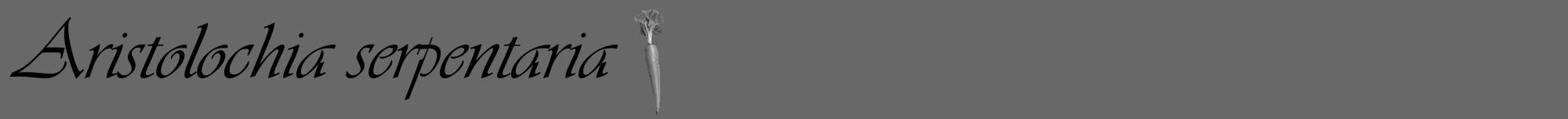 Étiquette de : Aristolochia serpentaria - format a - style noire6viv avec comestibilité simplifiée