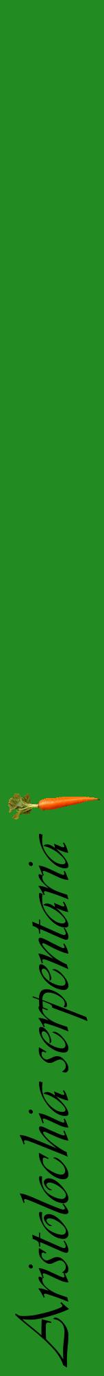 Étiquette de : Aristolochia serpentaria - format a - style noire10viv avec comestibilité simplifiée