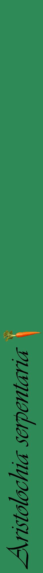 Étiquette de : Aristolochia serpentaria - format a - style noire11viv avec comestibilité simplifiée
