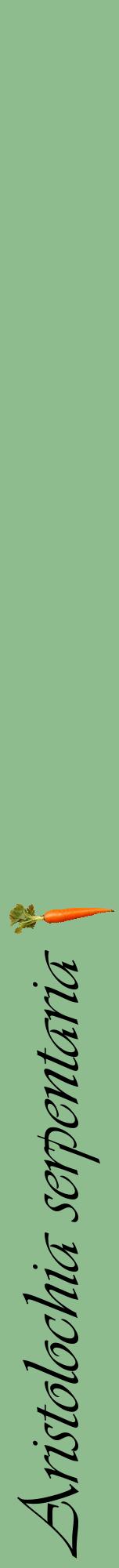 Étiquette de : Aristolochia serpentaria - format a - style noire13viv avec comestibilité simplifiée