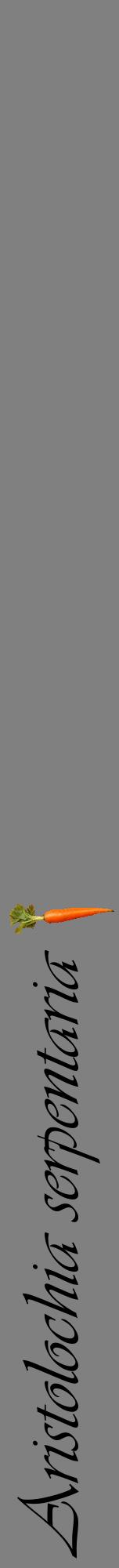 Étiquette de : Aristolochia serpentaria - format a - style noire57viv avec comestibilité simplifiée