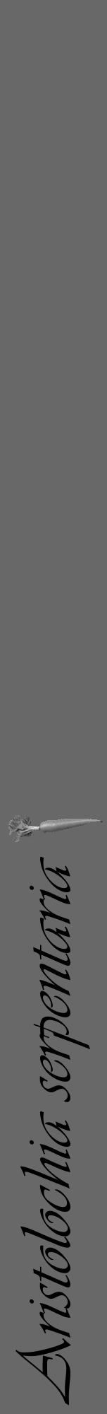 Étiquette de : Aristolochia serpentaria - format a - style noire6viv avec comestibilité simplifiée - position verticale
